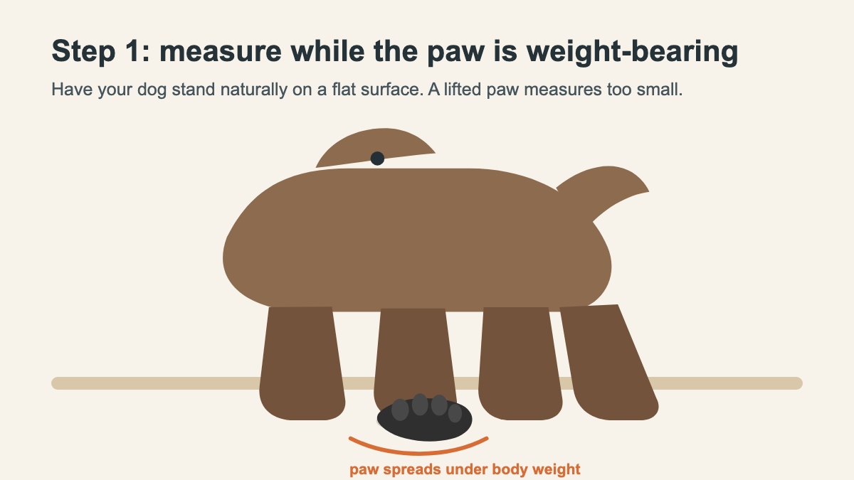 Original diagram showing a weight-bearing dog paw before measuring