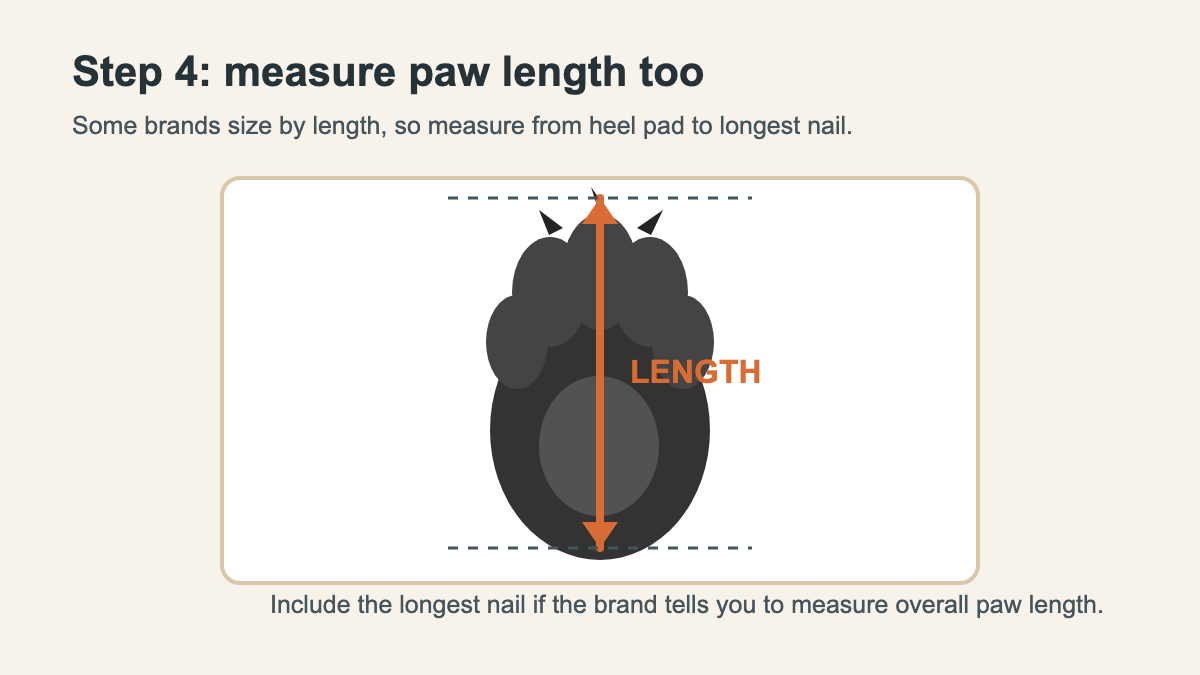 Original diagram showing paw length measurement from heel pad to longest nail
